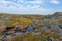 Brook