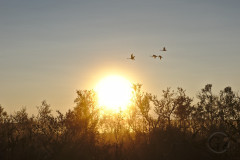 Swans