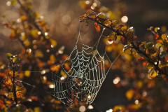 Spider web