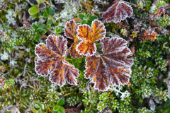 Cloudberry leaves