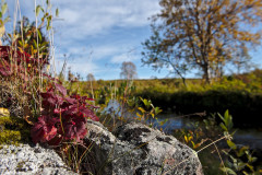 Sukisjoki