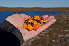 Berries