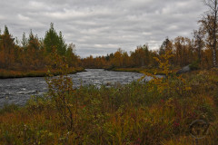 Ruska at Pöyrisjoki