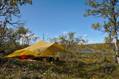 Tarp