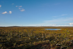 Tundra view