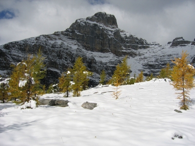 Larch Valley