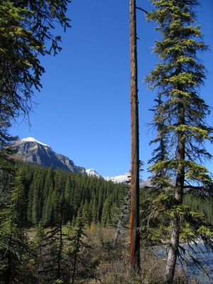 Bow River
