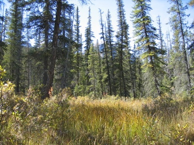 Island in Bow River