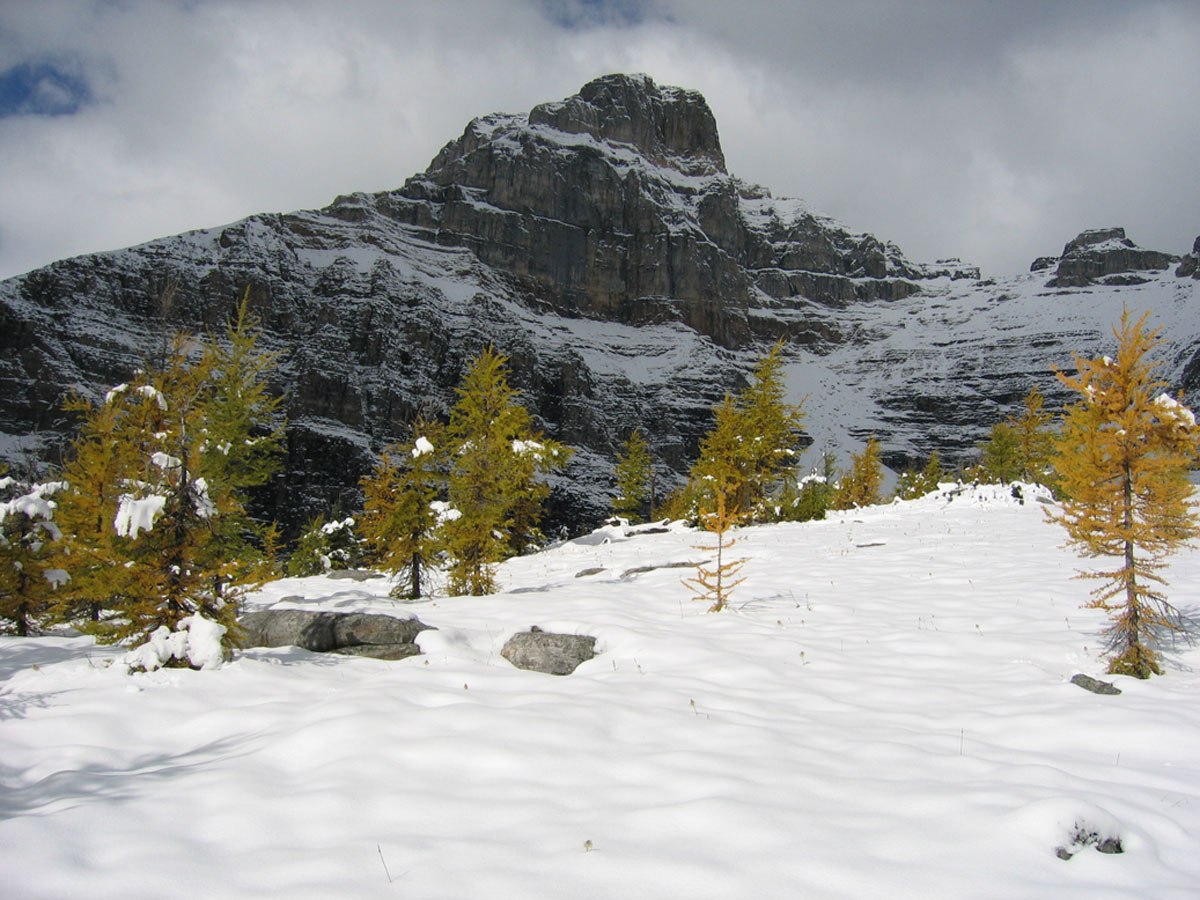 Larch Valley