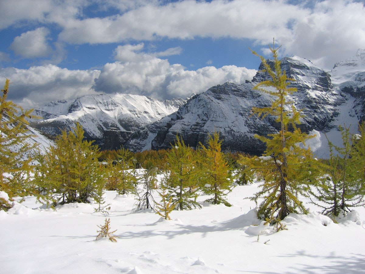 Larch Valley