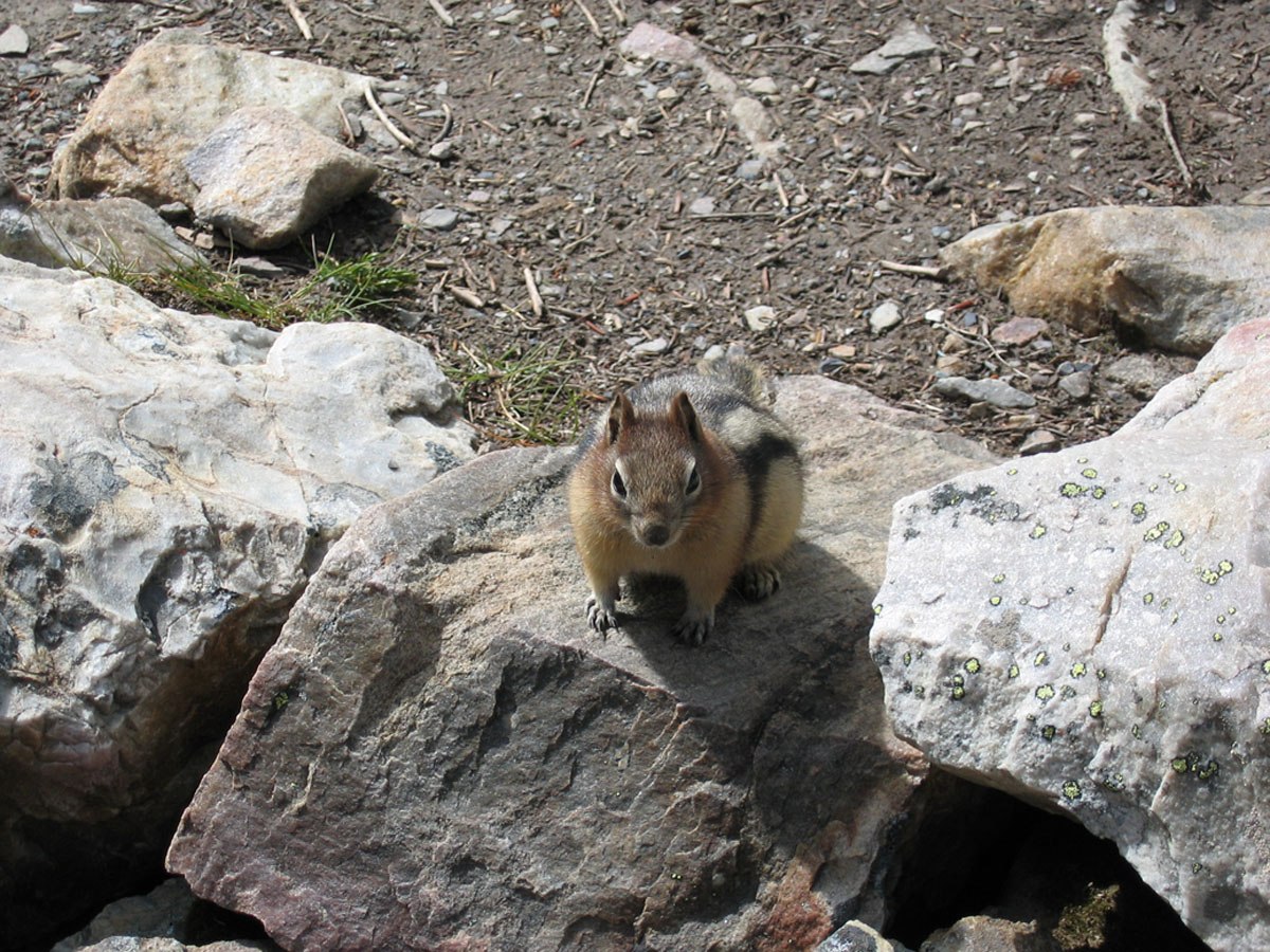 Chipmunk