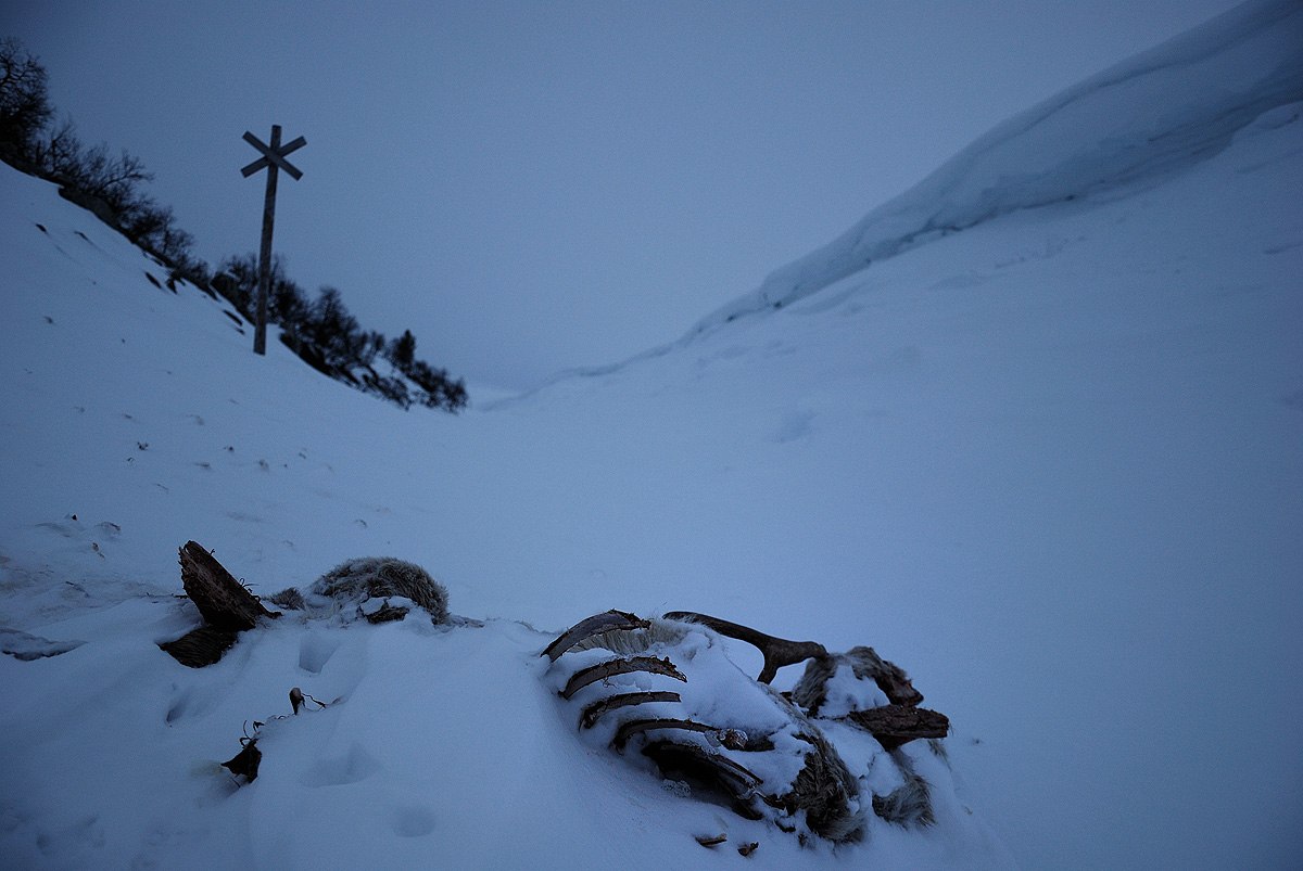 Reindeer Corpse