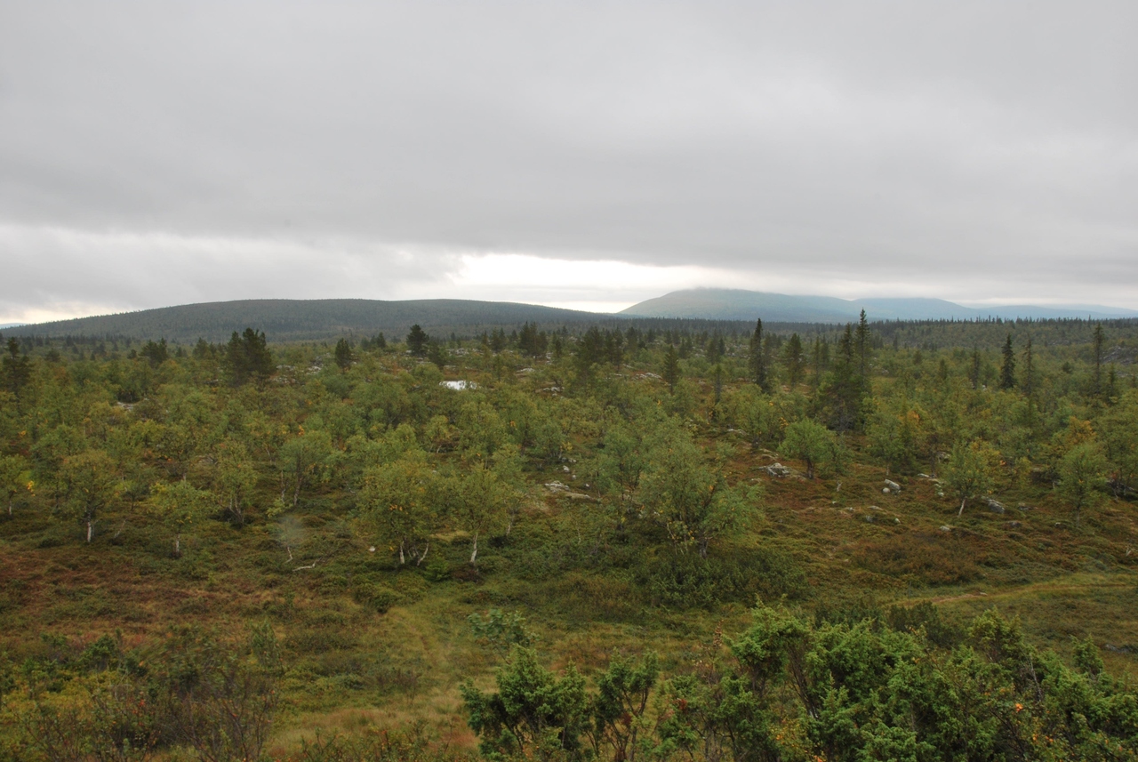 Some of the Northernmost Spruce Trees