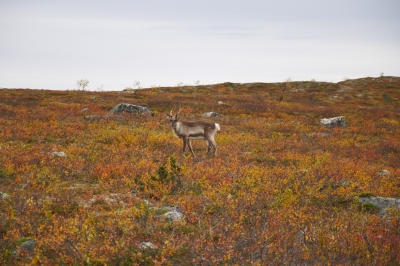 Pöyrisjärvi Wilderness Area