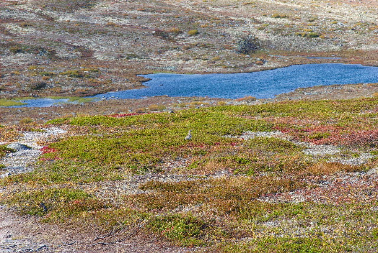 Pöyrisjärvi Wilderness Area