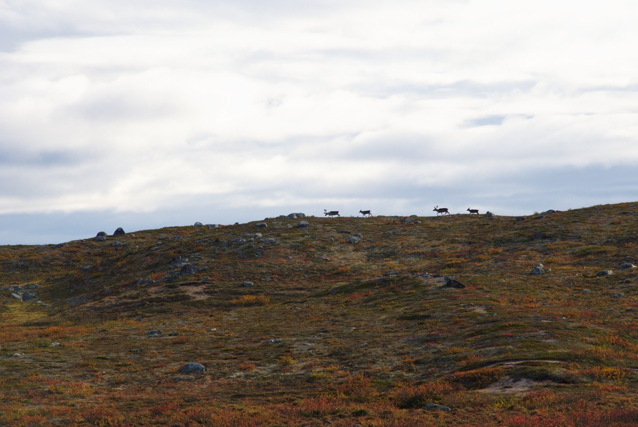 Pöyrisjärvi Wilderness Area
