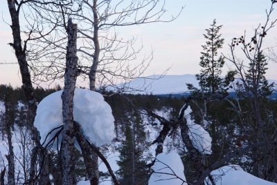 Last Snow on Trees and Pyhäkero in the Background