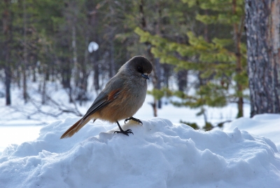 Siberian Jay