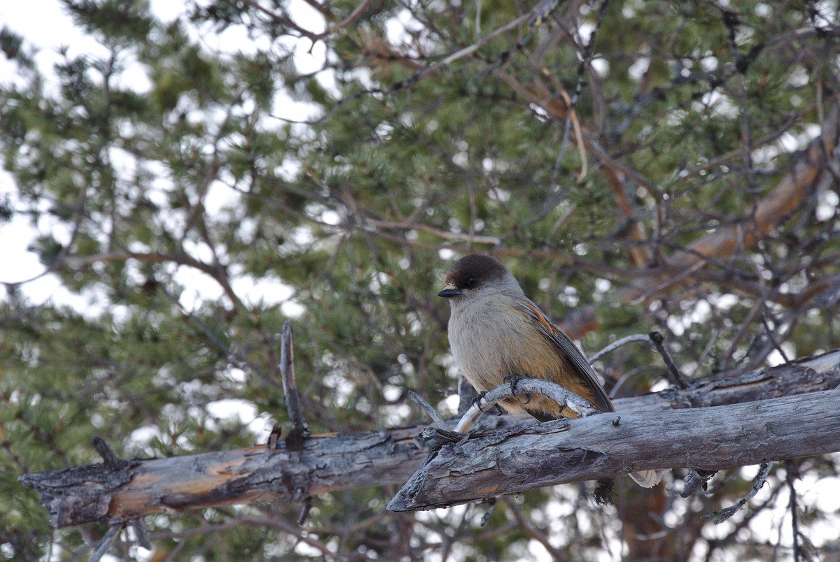 Kuukkeli (Siberian Jay)