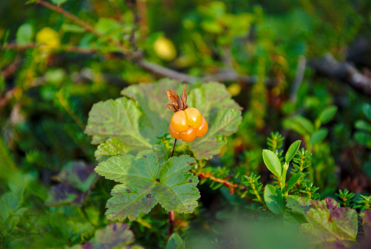 A single, ripe cloudberry in the fields