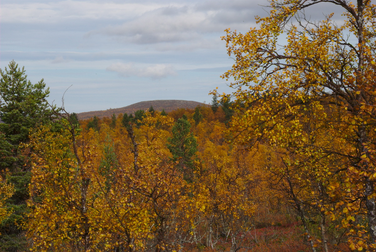 Keijarainen