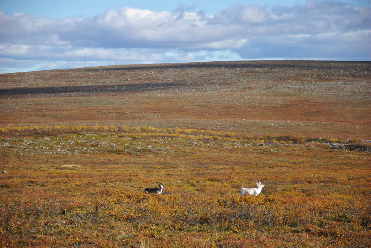 Reindeer in Tundra