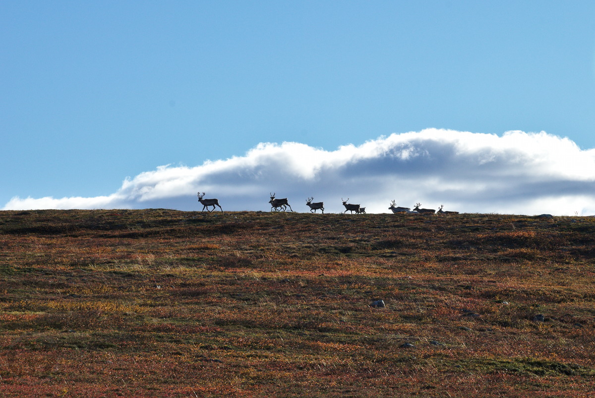 Reindeer in Tundra