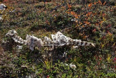 Reindeer Leftovers