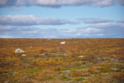 White Reindeer