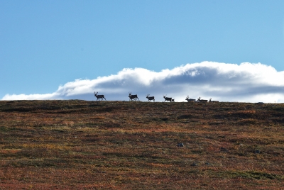 Reindeer in Tundra