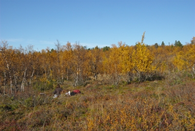 Break in Birch Forest