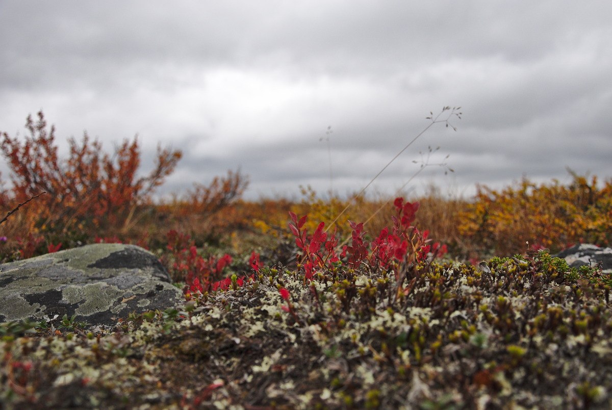 Tundra Vegetation