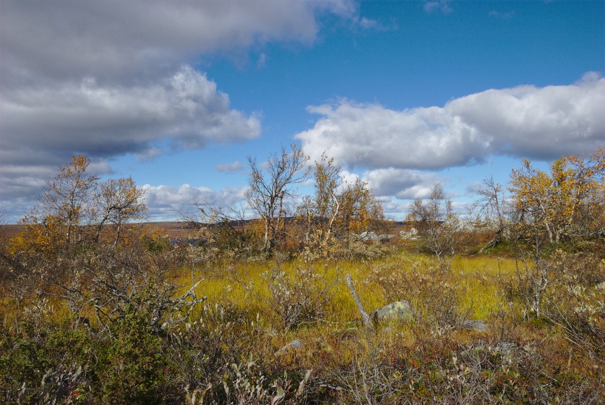 Micro-Bog