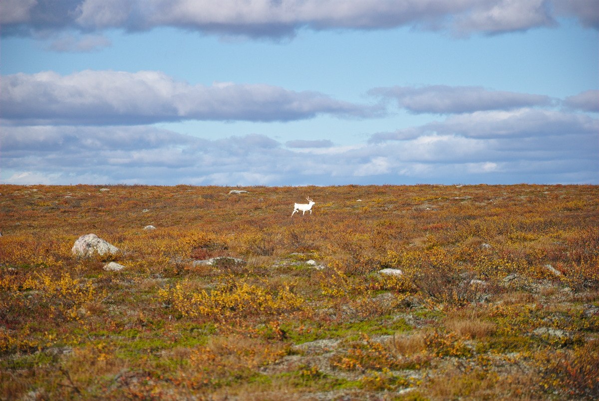 White Reindeer