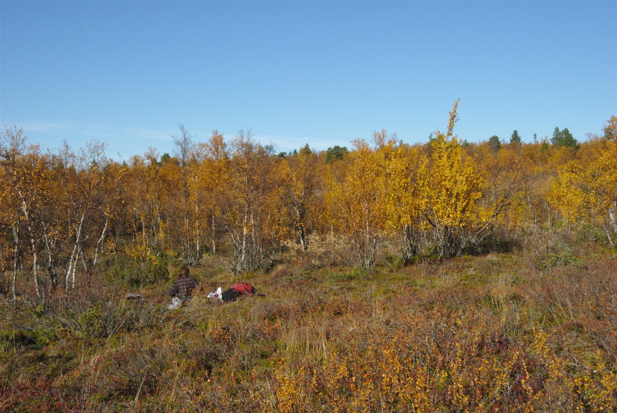 Break in Birch Forest