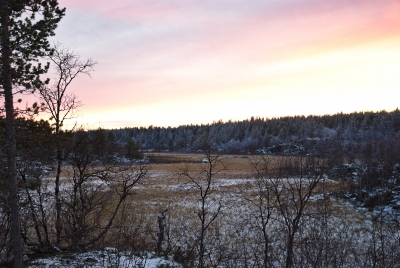 Frozen Bog