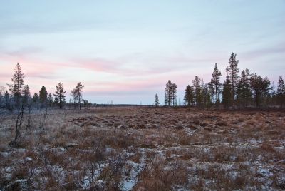 Frozen Bog