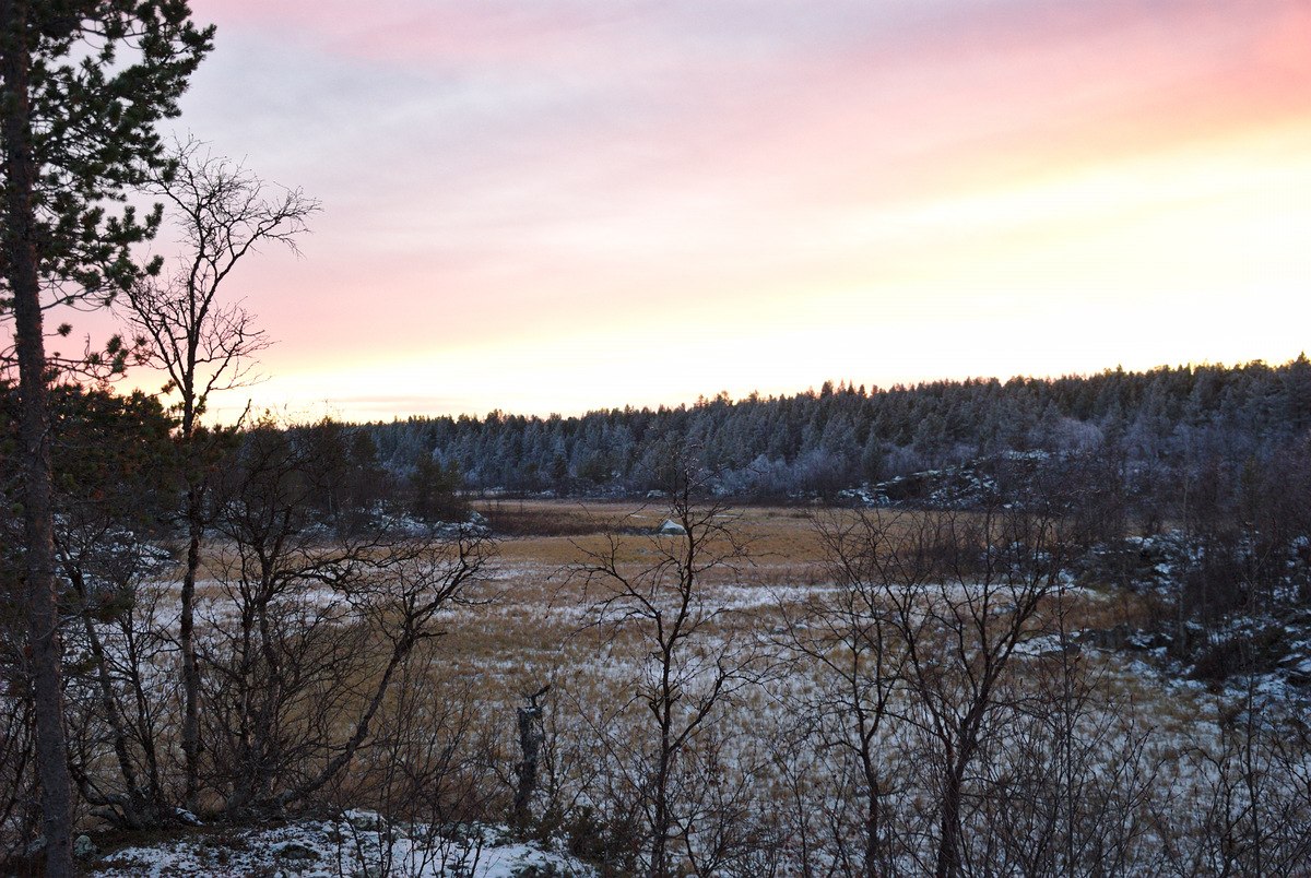 Frozen Bog