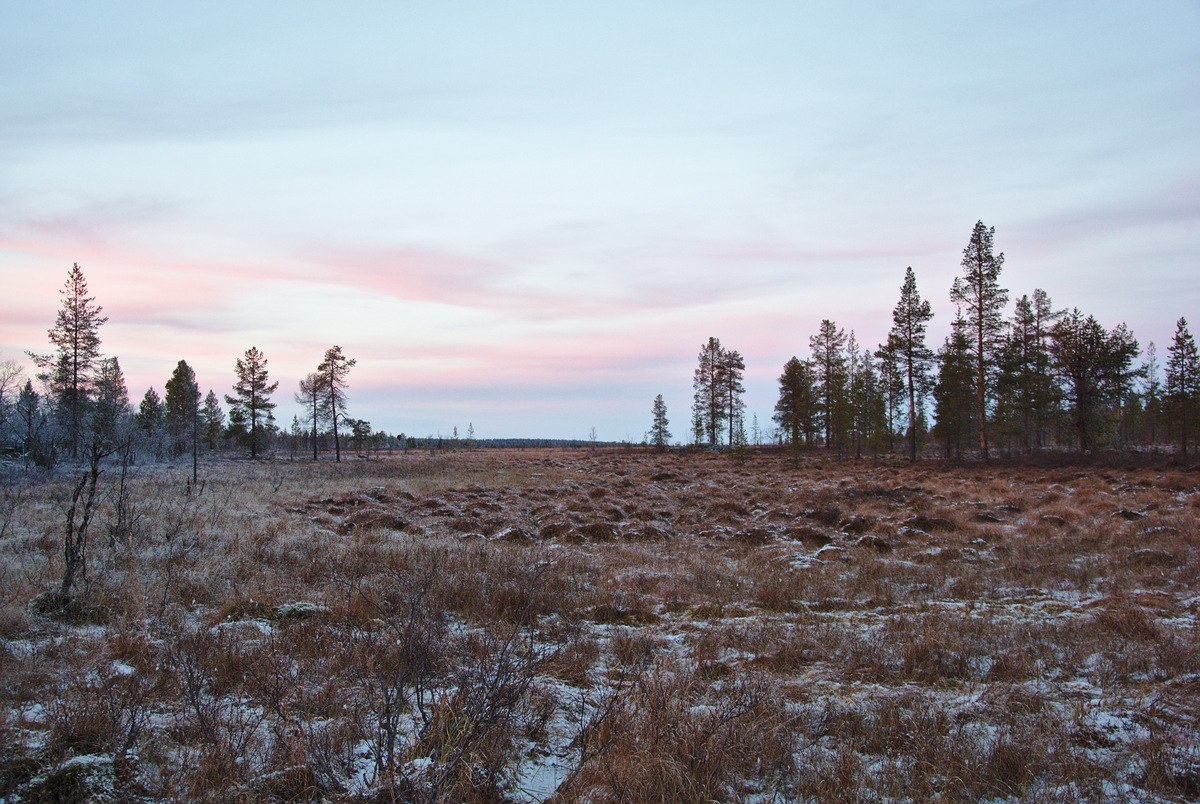 Frozen Bog