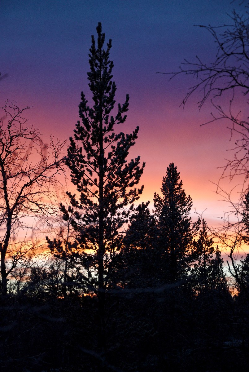 Tree after Sunset