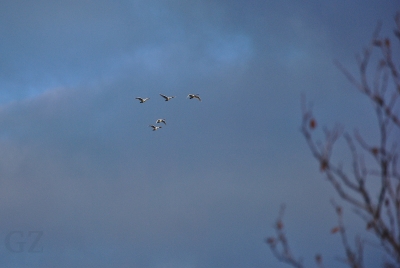 Swanes traveling southward