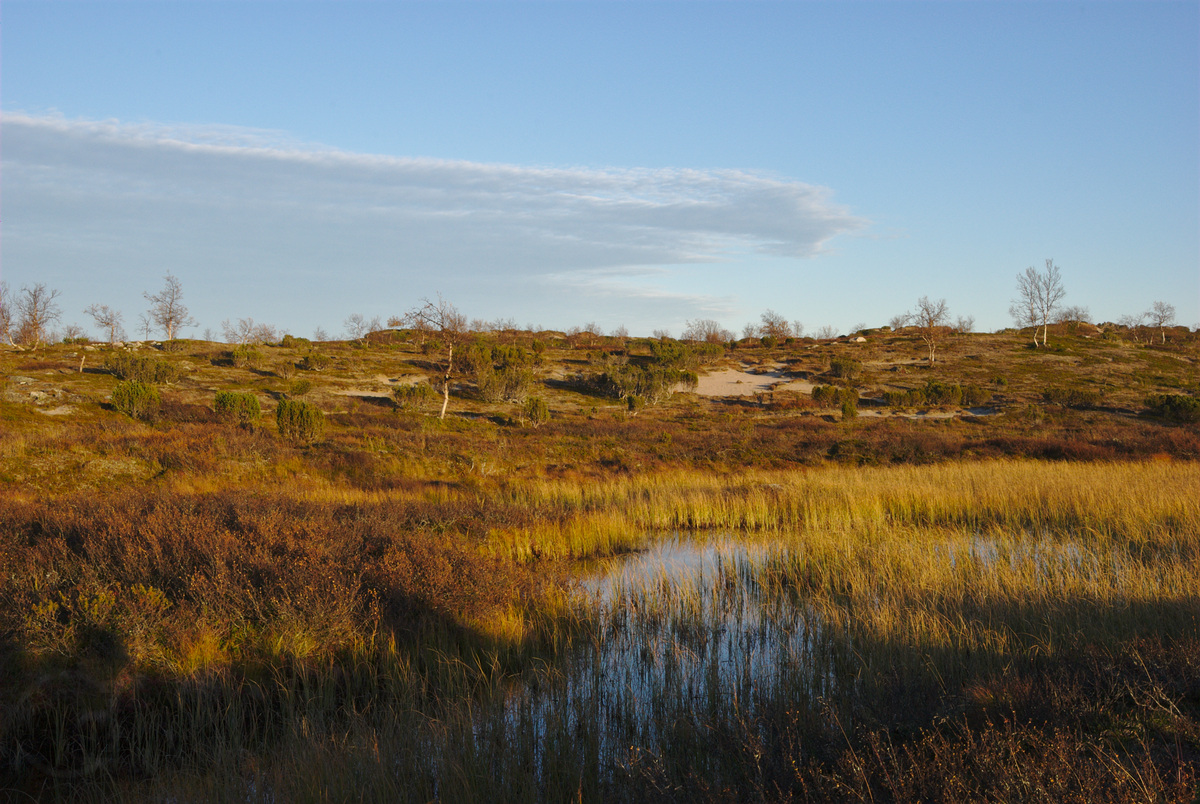 Suomajoki