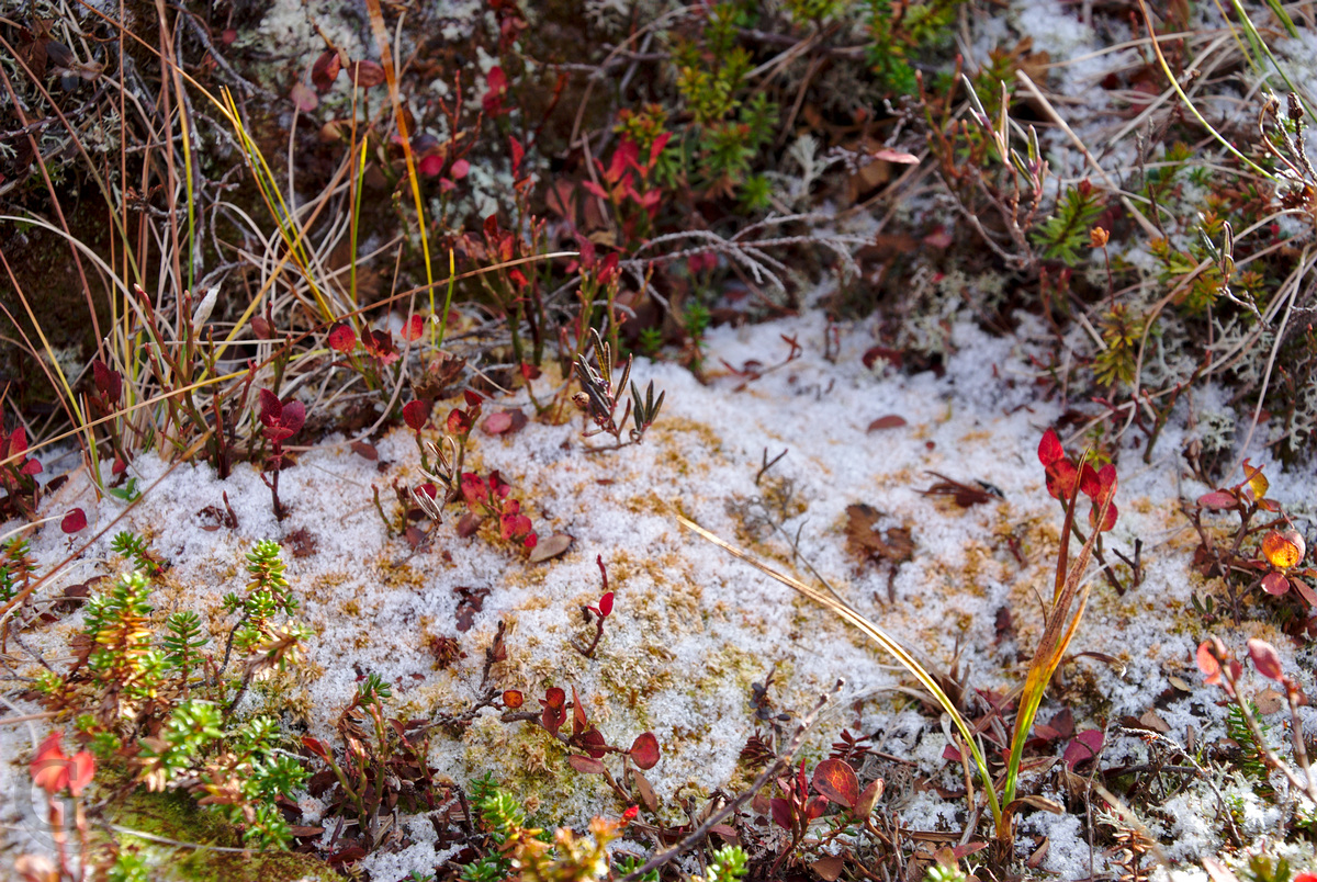 Snow