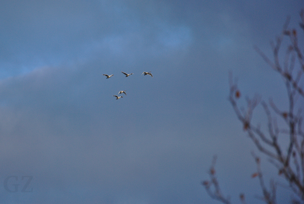 Swanes traveling southward