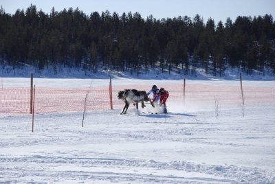 Racing Reindeer
