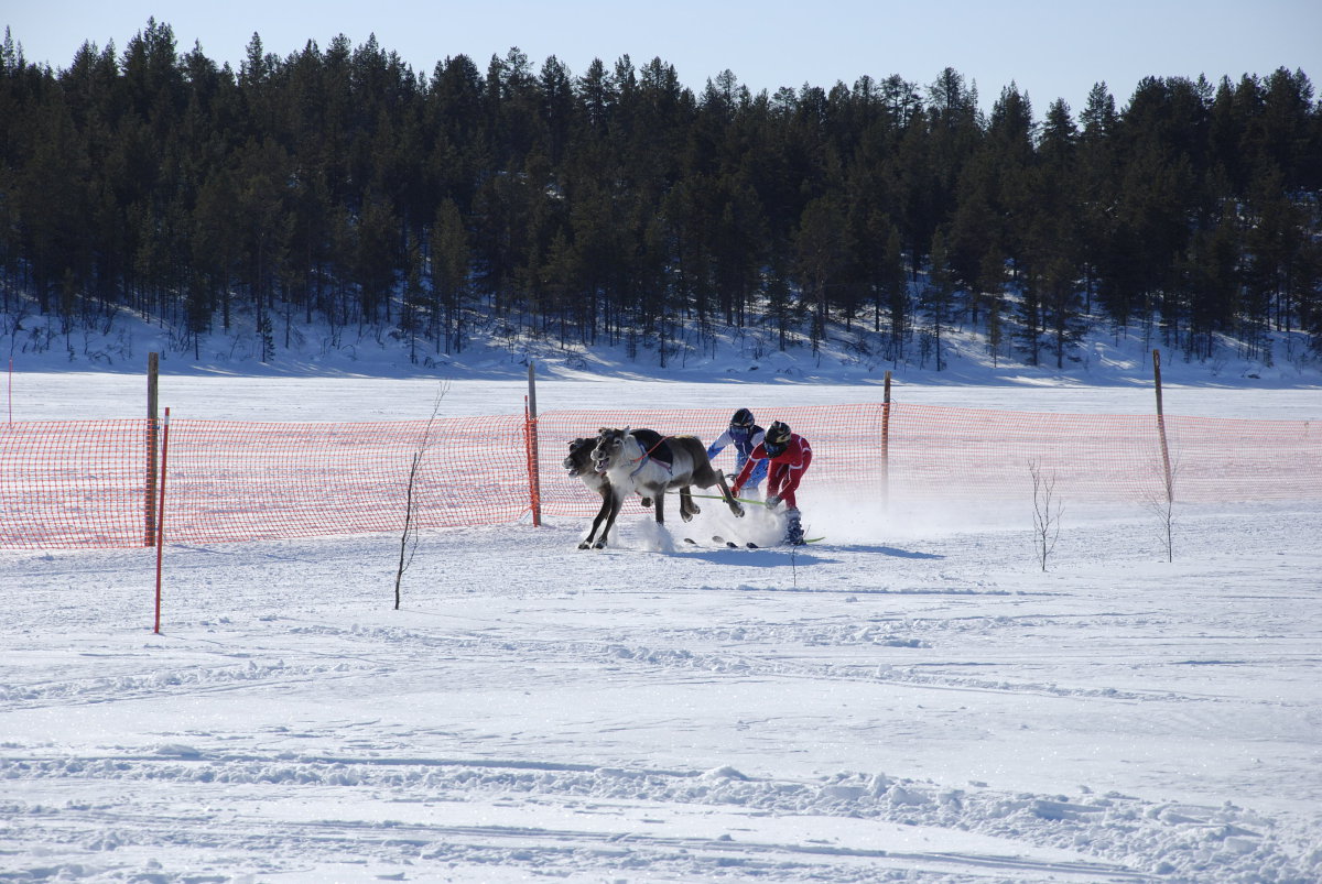 Racing Reindeer
