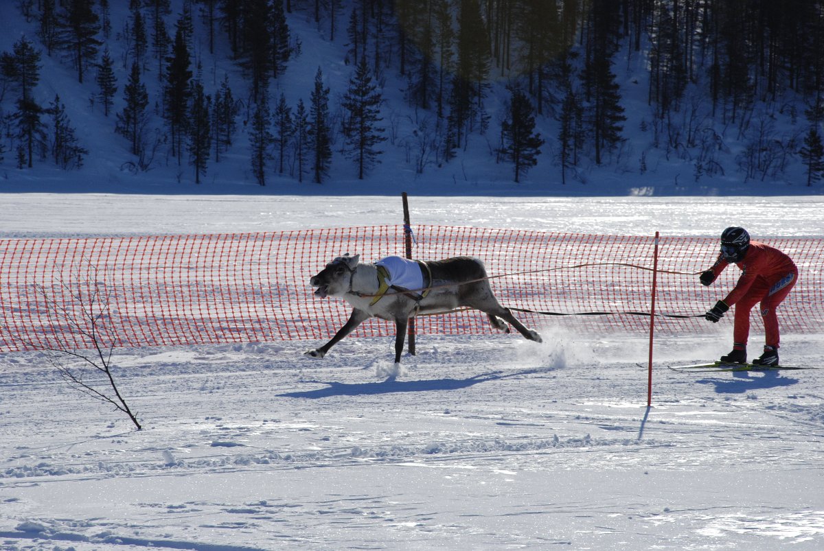 Reindeer Race