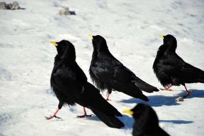 Alpine Choughs