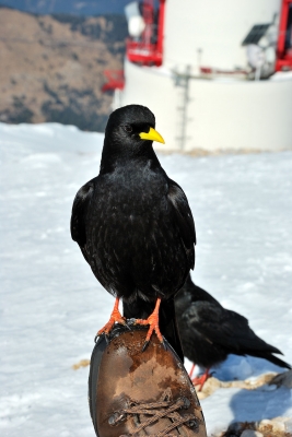 Alpine Chough