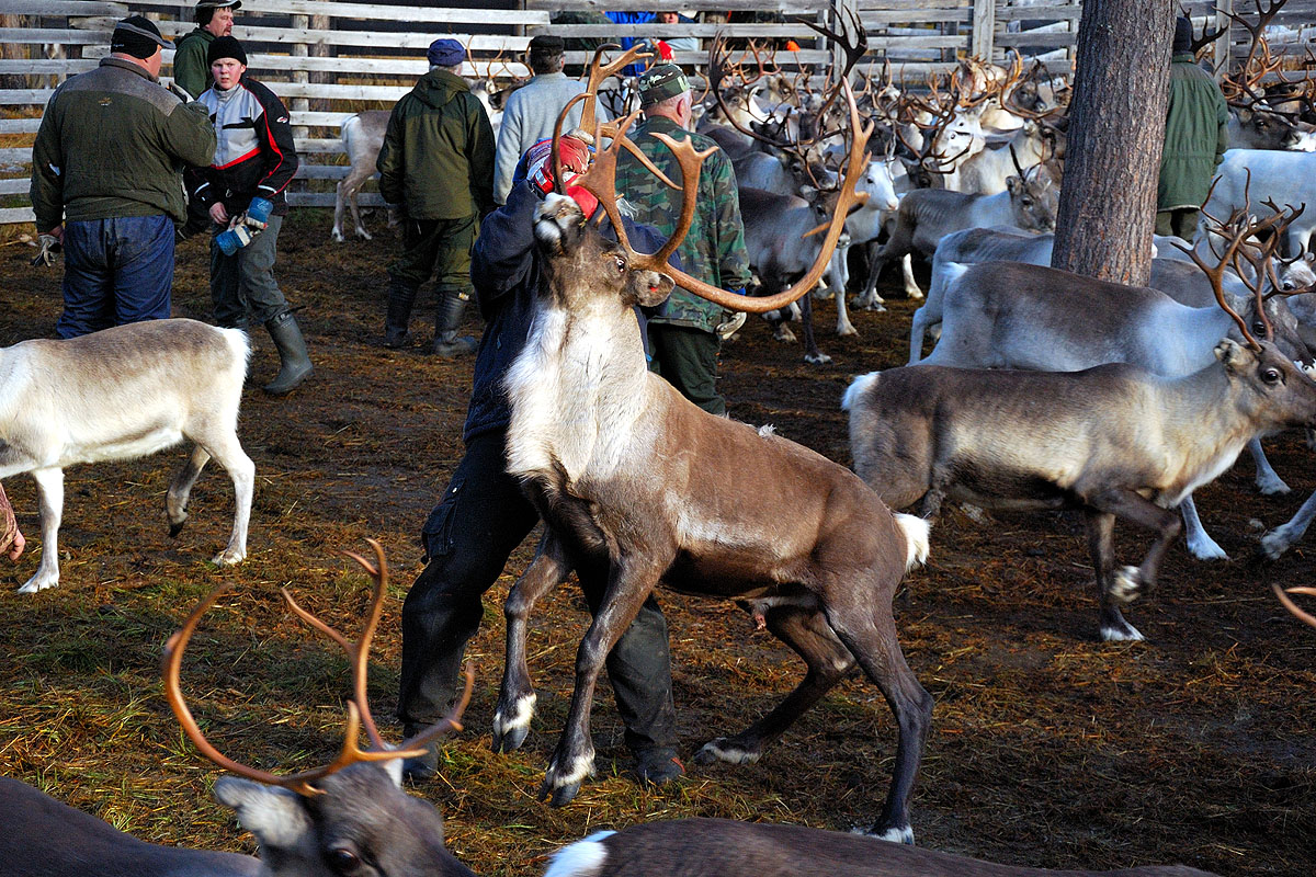 Reindeer Round Up